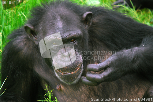 Image of Common Chimpanzee