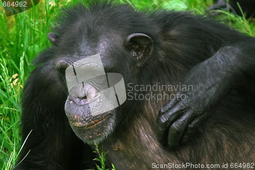 Image of Common Chimpanzee