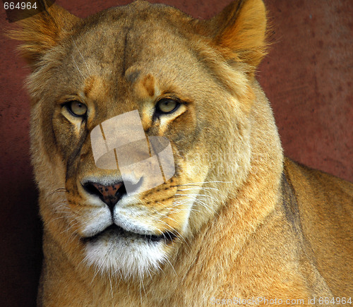 Image of Female Lion