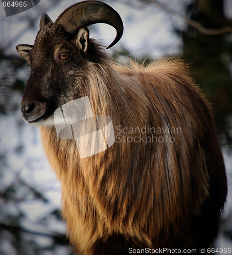 Image of Himalayan Tahr