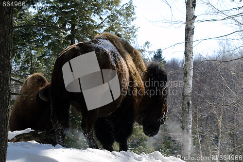 Image of Bison