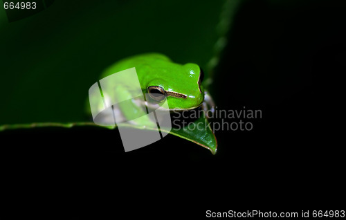 Image of green tree frog