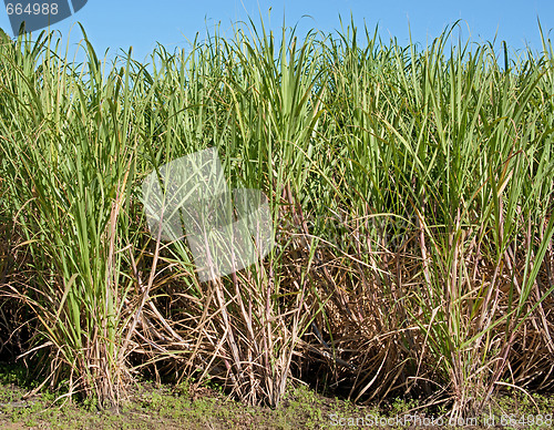 Image of sugar cane
