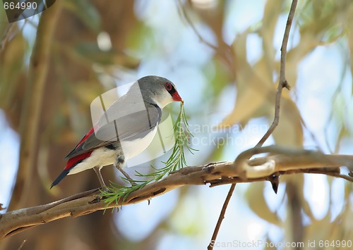 Image of diamond firetail finch with branch