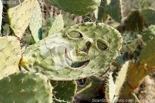 Image of Smiling face carved in cactus 