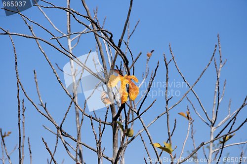 Image of Last orange leaf on the fig tree in the autumn