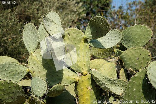 Image of Bush of tzabar cactus, or prickly pear