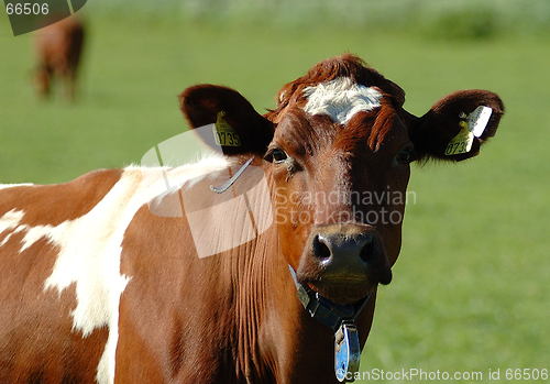 Image of Norway cow