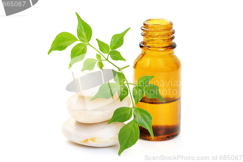 Image of aromatherapy oil