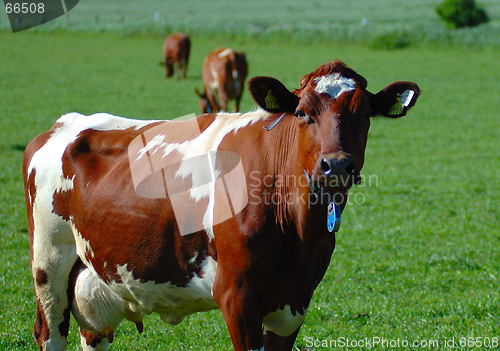 Image of Norway cow