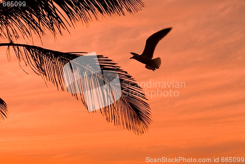 Image of  orange sunset on tropical island with palm