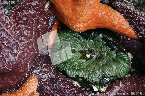 Image of Sea Anemone Surrounded by Starfish