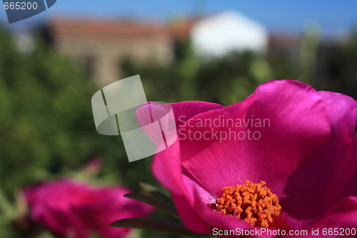 Image of Flower and country cottage