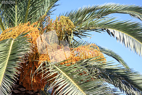 Image of Fruiting Cretan date palm horizontal