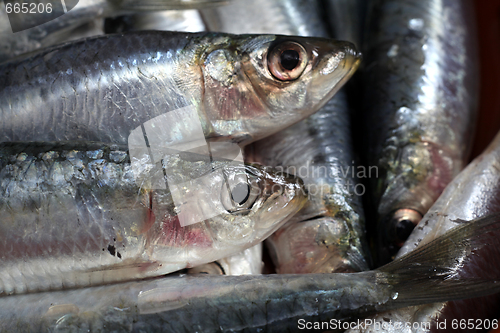 Image of Fresh Mediterraneaned sardines