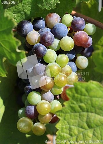 Image of Grapes ripening on the vine