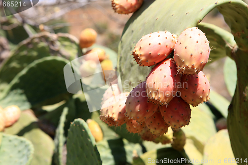 Image of Opuntia ficusindica prickly pears