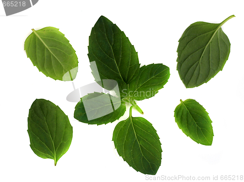 Image of Mint leaves