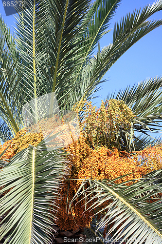 Image of Cretan date palm fruit