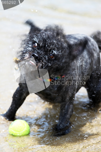 Image of Dog Ball Water