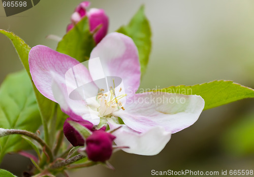 Image of Apple Blossom