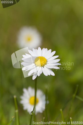 Image of Daisy