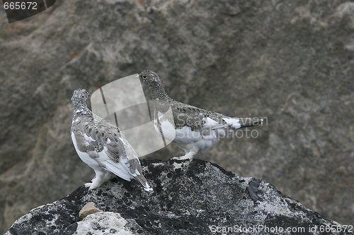 Image of Ptarmigans (Lagopus mutus)