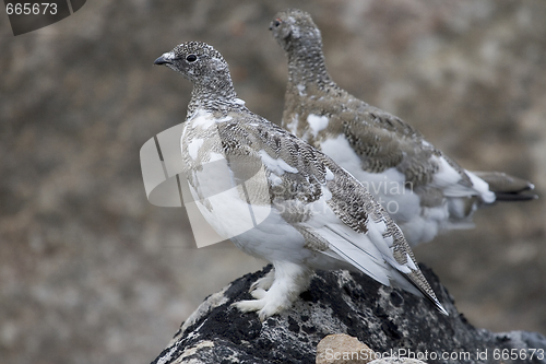 Image of Ptarmigans (Lagopus mutus)