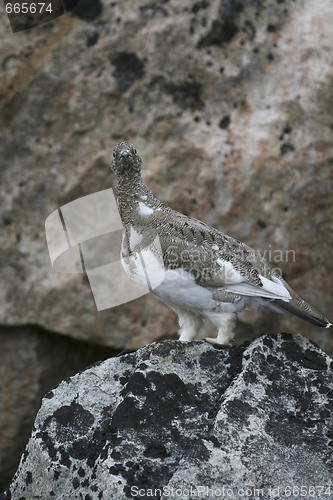 Image of Ptarmigan (Lagopus mutus)