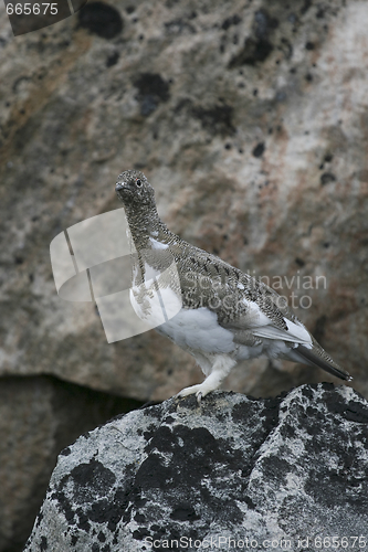 Image of Ptarmigan (Lagopus mutus)