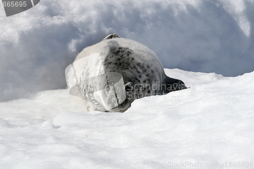 Image of Grey seal