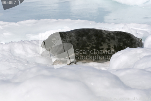 Image of Grey seal