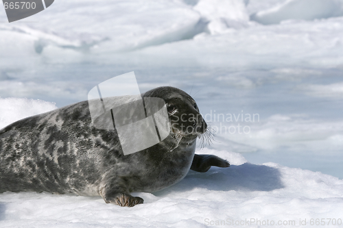 Image of Grey seal