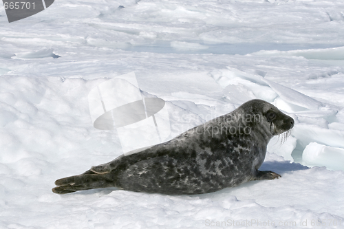 Image of Grey seal