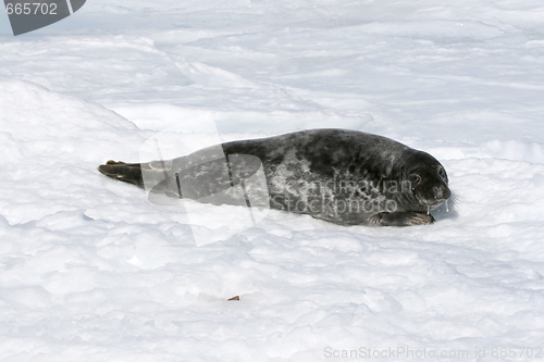 Image of Grey seal