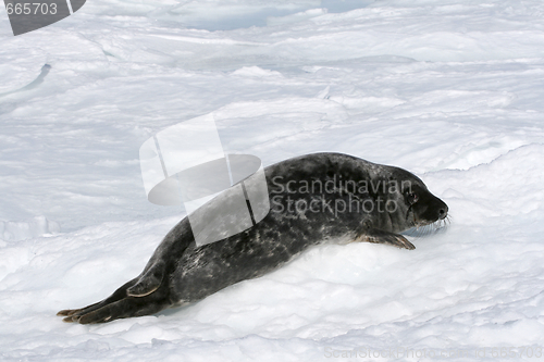 Image of Grey seal