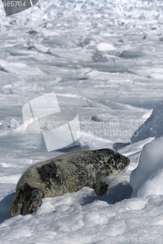 Image of Grey seal