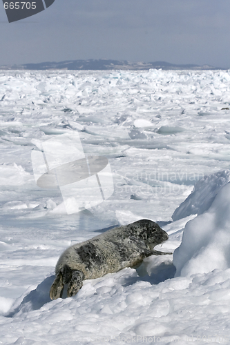 Image of Grey seal