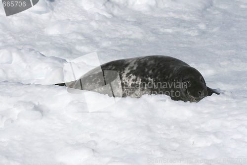Image of Grey seal