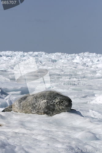 Image of Grey seal