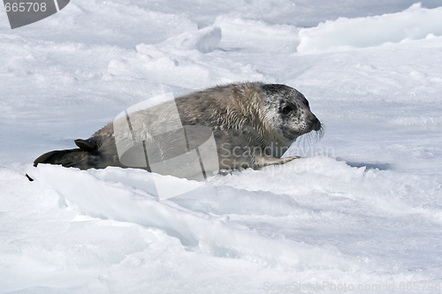 Image of Grey seal