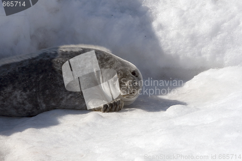 Image of Grey seal