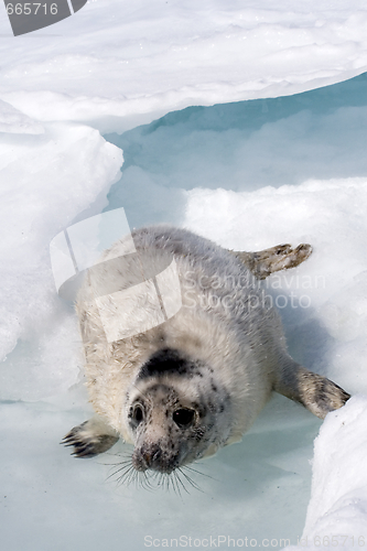 Image of Grey seal