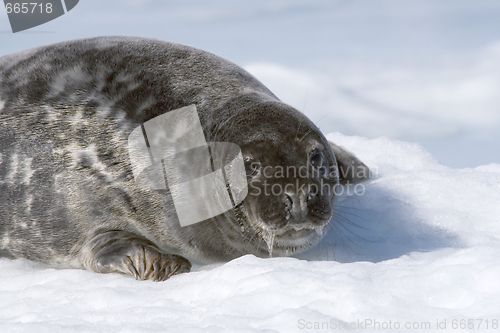 Image of Grey seal