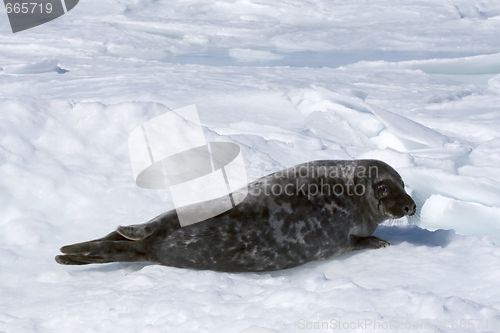 Image of Grey seal