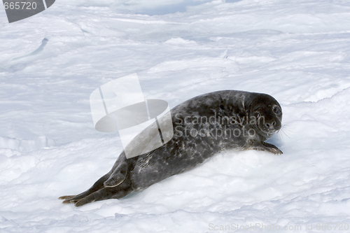 Image of Grey seal