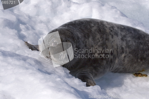 Image of Grey seal