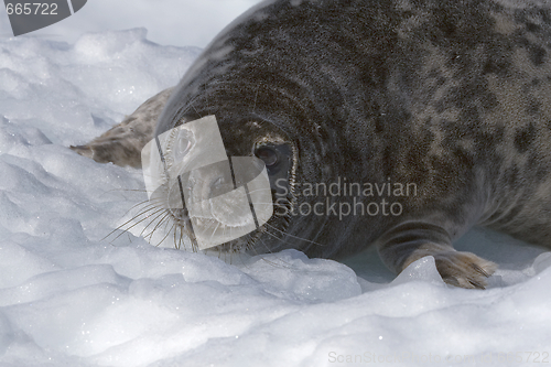 Image of Grey seal