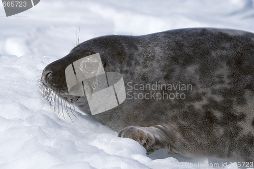 Image of Grey seal