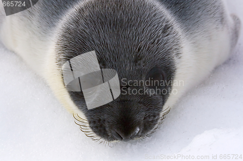 Image of Hooded seal pup